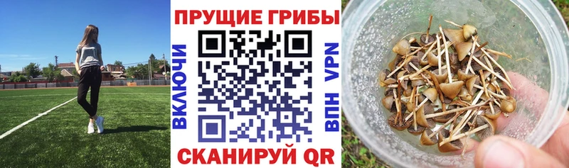 хочу наркоту  Удачный  Псилоцибиновые грибы Psilocybine cubensis 